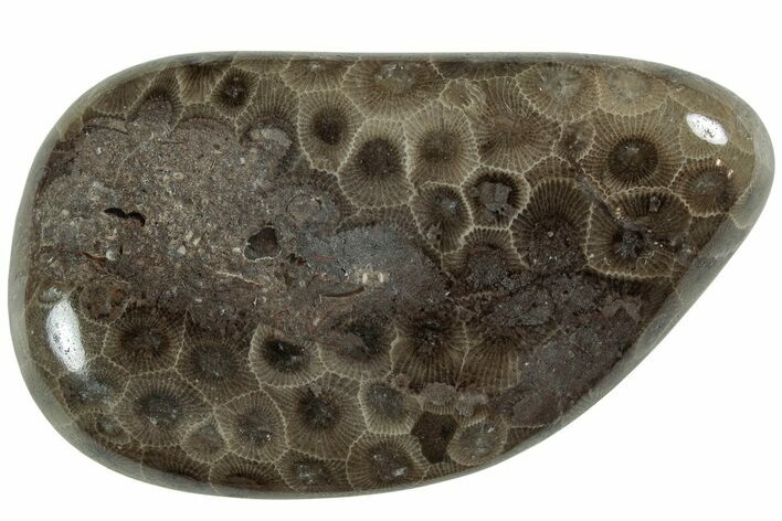 Polished Petoskey Stone (Fossil Coral) - Michigan #227535
